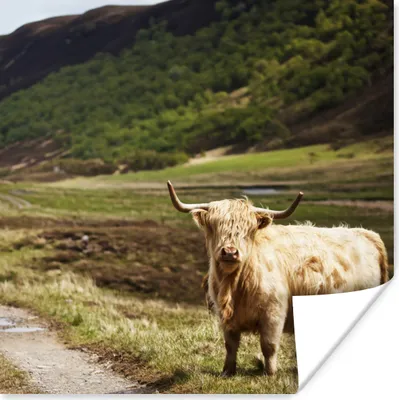 Produktbild von MuchoWow® Poster Schottische Highlander - Pfad - Wald 75x75 cm - Wand Dekoration