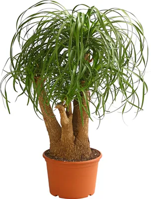 Produktbild von Dehner Elefantenfuß, verzweigt, ca. 50-60 cm, Ø Topf 23 cm, Zimmerpflanze