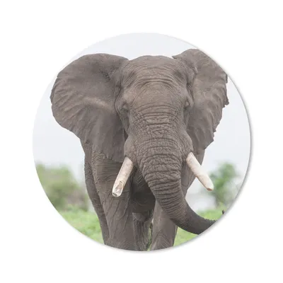 Produktbild von MuchoWow® Mauspad Mousepad Elefant - Tiere - Gras - Natur 20x20 cm - Mousepads - Maus Mat - Pad - Mausunterlage - Schreibtischmatte
