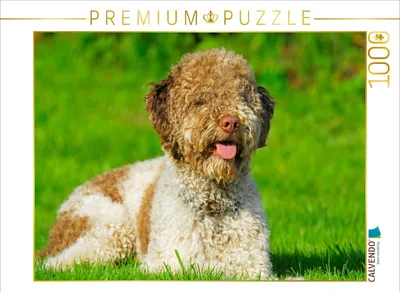 Produktbild von CALVENDO Puzzle Ein hübscher Rüde | 1000 Teile Lege-Größe 64x48cm Foto-Puzzle für glückliche Stunden