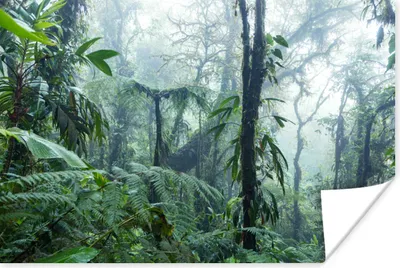 Produktbild von MuchoWow® Poster Ein nebliger Regenwald in Costa Rica 30x20 cm - Plakate - Print