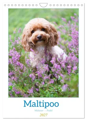 Produktbild von Maltipoo - Malteser - Pudel 2027 (Wandkalender 2027 DIN A4 hoch), CALVENDO Monatskalender
