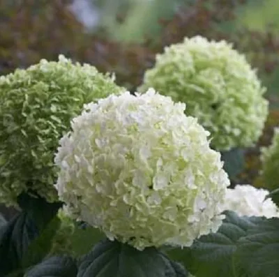 Produktbild von Hortensie - Hydrangea 'Incrediball Strong' | 40-50 cm in Container