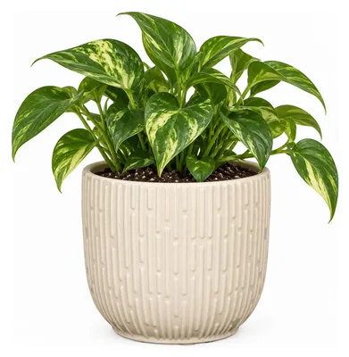 Produktbild von Mica Decorations Pflanzentopf - Blumentopf - Keramik - matt weis - D19 - H18 cm