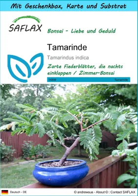 Produktbild von SAFLAX - Geschenk Set - Bonsai - Tamarinde - 4 Samen - Mit Geschenk- / Versandbox, Versandaufkleber, Geschenkkarte und Anzuchtsubstrat - Tamarindus indica