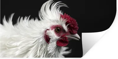 Produktbild von MuchoWow® Wandtattoo Wandsticker Wandaufkleber Huhn - Vogel - Schwarz 40x20 cm Selbstklebend und Repositionierbar - Aufkleber