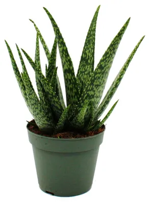 Zdjęcie produktu dla Aloe MEDIVERA Meridian – nowa odmiana aloesu – doniczka 14 cm – wysokość ok. 30 cm