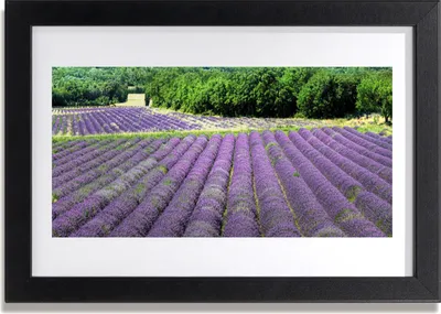 Produktbild von Bild 30x20 MDF-Rahmen Wandkunst Wiese Blumen Natur Pflanze