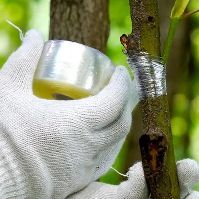 Image de 1/5pcs Bande de greffage pour pépinière Bande de greffage autocollante pour plantes Film de greffage biodégradable