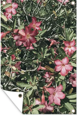 Obrázek produktu pro MuchoWow® Zahradní plakáty - Růžové květy jako přírodní pozadí - 120x80 cm - Zahradní dekorace