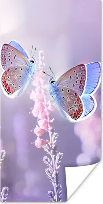 Produktbild von MuchoWow® Poster Schmetterling - Lavendel - Blumen - Lila 20x40 cm - Plakat - Foto
