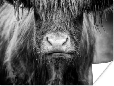 Produktbild von MuchoWow® Poster Schottischer Highlander - Haare - Tiere 120x90 cm - Wandbild