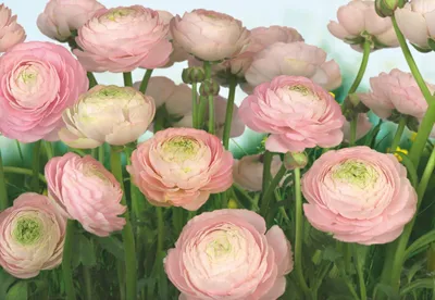 Obrázok produktu pre Komar Fotokoberec Gentle Rosé Rosa und Grün - 611016 - 368 x 254 cm