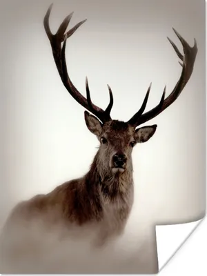 Produktbild von MuchoWow® Poster Porträt - Hirsch - Geweih 120x160 cm - Wandbilder