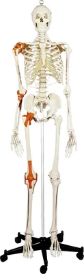 Produktbild von Skelett Super mit Gelenkbändern inkl. Stativ 180 cm, Anatomie Modell, Lehrmittel