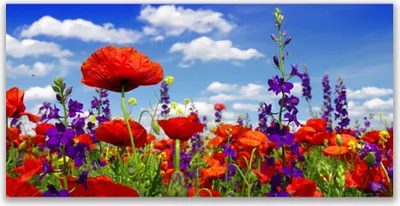 Produktbild von Glasbilder 120x60 Wandbild Druck auf Glas Tulpen Natur
