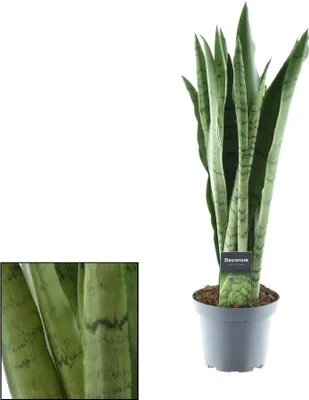 Obrázek produktu pro Sansevieria Spearmint (šípová tráva) Ø14cm, výška 55cm - nenárocná pokojová
