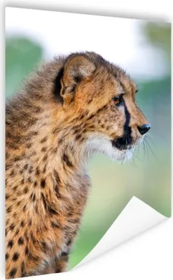 Produktbild von MuchoWow® Poster Leopard - Kopf - Haar 90x120 cm - Wohnzimmer