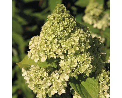 Obrázek produktu pro Hortenzie latnatá FloraSelf Hydrangea paniculata 'Kilimanjaro' výška 50-60 cm květináč 6 l