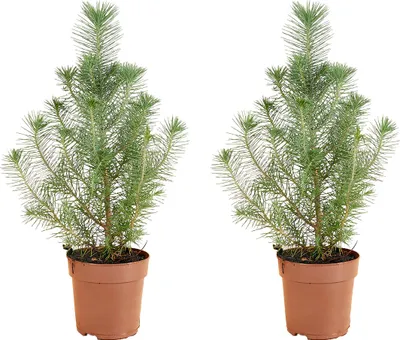 Produktbild von 2x Pinus Pinea Silver Crest P10,5 H30