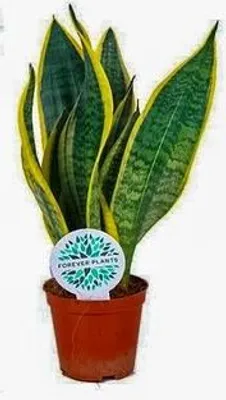 Zdjęcie produktu dla Sansevieria 1Szt.