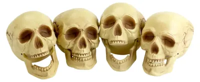 Immagine prodotto di Smiffys - Teschi - Decorazione confezione da 4 - Poliestere, plastica SM398 (taglia unica) (Naturale)