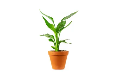 Obrázok produktu pre Gardners Strelitzia reginae, priemer 12 cm