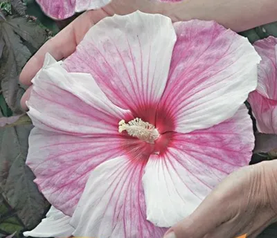 Produktbild von XXL Hibiscus moscheutos ‘Kopper King’® Riesenhibiskus – riesige weiße-rosa Blüten & kupfer-rotes Laub – winterhart