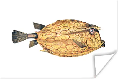 Produktbild von MuchoWow® Poster Fisch - Realismus - Gold 90x60 cm - Schlafzimmer