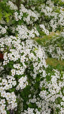 Image de Crataegus monogyna / Aubépine blanche
