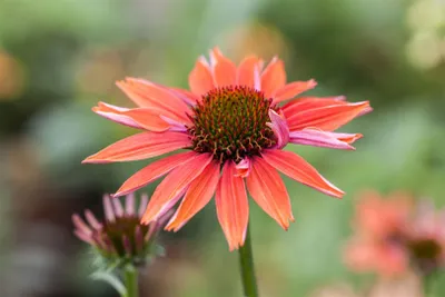 Produktbild von Echinacea purpurea 'Sundown' -R-, orange, ca. 11x11 cm Topf