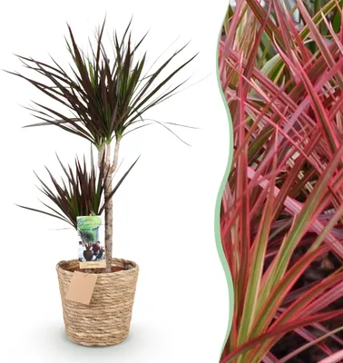 Produktbild von Dracaena Magenta - Drachenbaum - Pflegeleicht - mit Korb - Grün - 90-100cm - Ø21cm - Zimmerpflanze - Immergrün