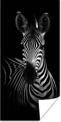 Produktbild von MuchoWow® Poster Zebra - Schwarz - Weiß - Tiere 20x40 cm - Plakat - Foto