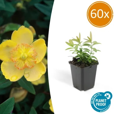 Zdjęcie produktu dla Rosliny okrywowe - Dziurawiec zwyczajny - Hypericum calycinum - Doniczka 9 cm - Zestaw 60 roslin