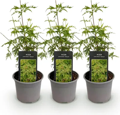 Zdjęcie produktu dla Klon Acer palmatum Seiryu - 3 sztuki, srednica 12cm, wysokosc 35cm, latwa w
