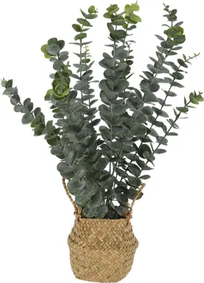 Zdjęcie produktu dla Sztuczna roślina eukaliptus w koszyku, 50 cm