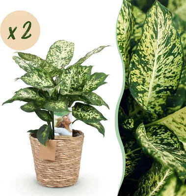 Image de Green BoutiQ - Green is... Plantes d'intérieur - Dieffenbachia Compacta - Dieffenbachia - Peu d'entretien - avec panier - Vert - 2 plantes - Pot 17 cm - Hauteur 45-50 cm