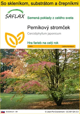 Obrázok produktu pre SAFLAX Kultivačný set - perníkový stromček - Cercidiphyllum japonicum - 200 Semená - S mini skleníkom, pestovateľským substrátom a 2 črepníkmi