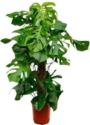 Zdjęcie produktu dla Monstera Deliciosa – pyszna monstera – roślina doniczkowa 140 cm – Ø 24 cm – tropikalna roślina XXL o dużych zielonych liściach – ozdobna roślina doniczkowa do salonu i biura – łatwa w pielęgnacji