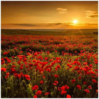 Produktbild von Wallario Magnet für Kühlschrank / Geschirrspüler, magnetisch haftende Folie - 60 x 60 cm, Motiv: Mohnblumenwiese bei Sonnenuntergang am Abend