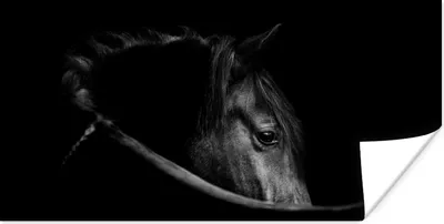Produktbild von MuchoWow® Poster Pferde - Porträt - Schwarz - Tiere 160x80 cm - Foto Poster