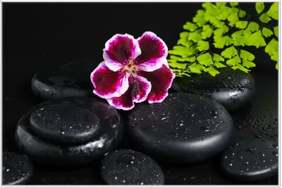 Produktbild von Wallario Wandbild Geranienblüte auf schwarzen Steinen, benetzt mit Wassertropfen, Größe: 61 x 91,50 cm, Poster mit weißem Aluminiumrahmen