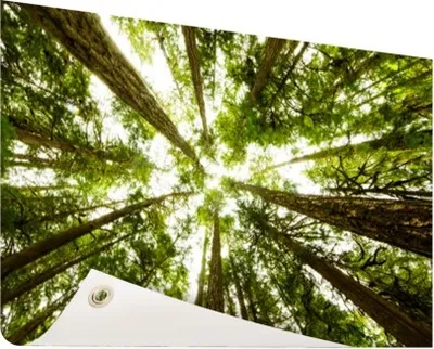 Produktbild von Gartenposter - 60x40 cm - Hochgrüne Bäume im Dschungel  - Modernes Wandbilder - Natur