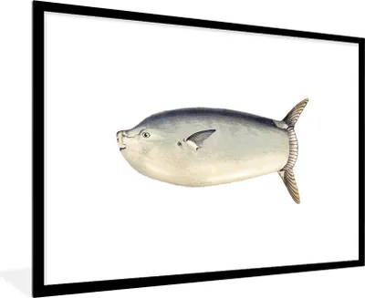 Produktbild von MuchoWow® MuchoWow® Gerahmtes Poster Fische - Realismus - Mondfisch 90x60 cm - Poster mit zchwarzem Bilderrahmen - Wanddekoration - Fotos