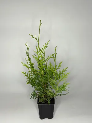 Produktbild von 1 Stück, 25-30cm, Topf 9cm, Lebensbaum Thuja occidentalis Brabant