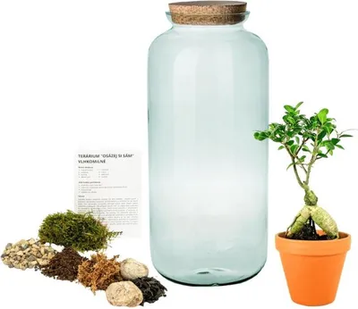 Obrázek produktu pro Gardners Skleněná dóza LONICERA OSÁZEJ SI SÁM Ficus microcarpa ginseng, XL
