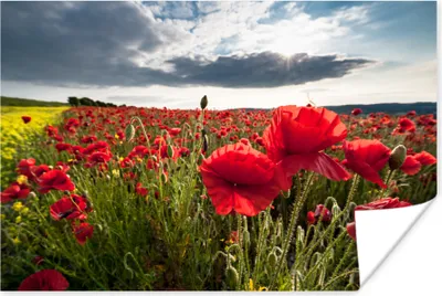 Produktbild von MuchoWow® Poster Mohnblumen vor einem dramatischen, stürmischen Himmel 120x80 cm - Bilder