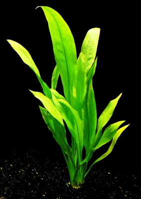 Produktbild von 1 Bund Amazonas-Schwertpflanze (Echinodorus amazonicus)