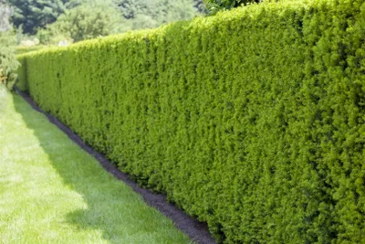Produktbild von Taxus baccata, Europäische Eibe, immergrün, 40–60 cm