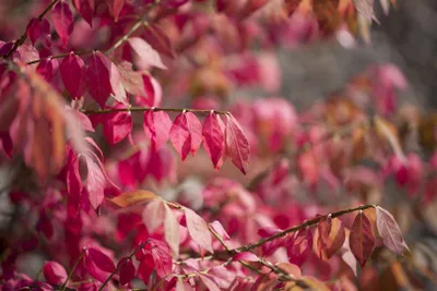 Produktbild von Euonymus alatus, Flügel-Spindelstrauch, 60–80 cm, feuerrot im Herbst
